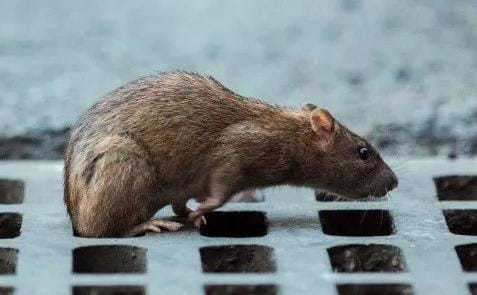 巴黎治鼠患官宣失败:市民将与600万只老鼠共存
