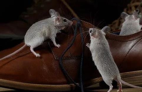 巴黎治鼠患官宣失败:市民将与600万只老鼠共存