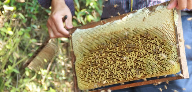 怎么引养蜂人的蜜蜂