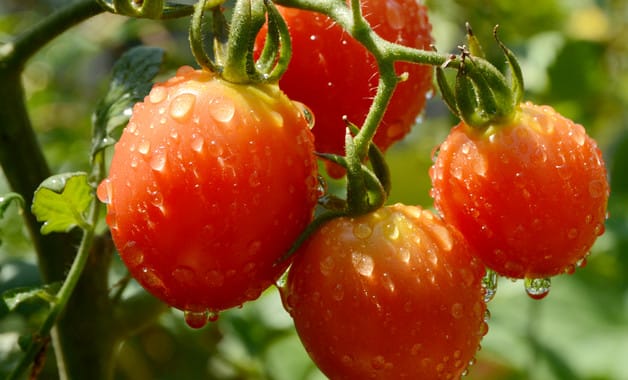 家种西红柿怎么授粉