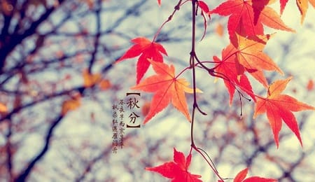 秋分和立秋哪个是秋天的开始-秋分和立秋哪个先到