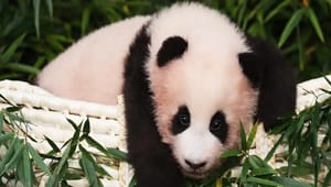 直击旅韩大熊猫福宝3岁生日派对