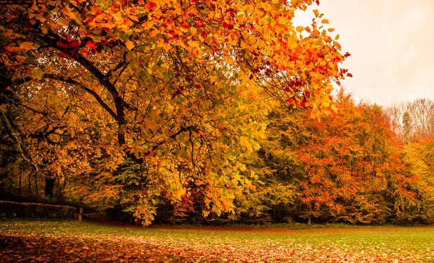 怎么描写秋天的景色
