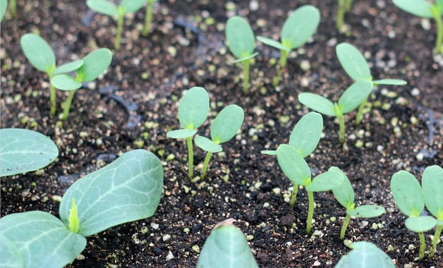 小型西瓜栽培翻如何合理施肥