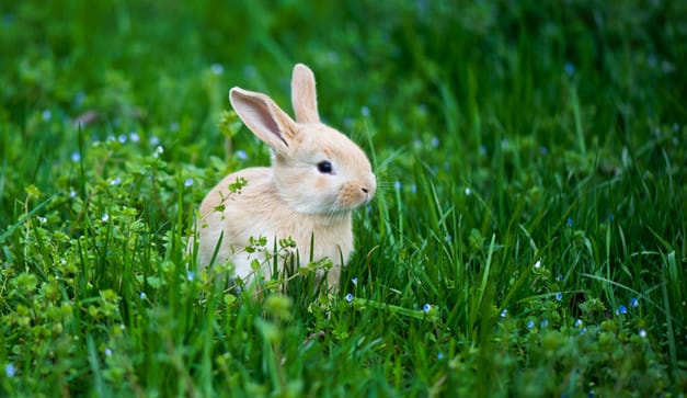 兔子如何养殖才长得快