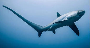 世界最弱的鲨鱼